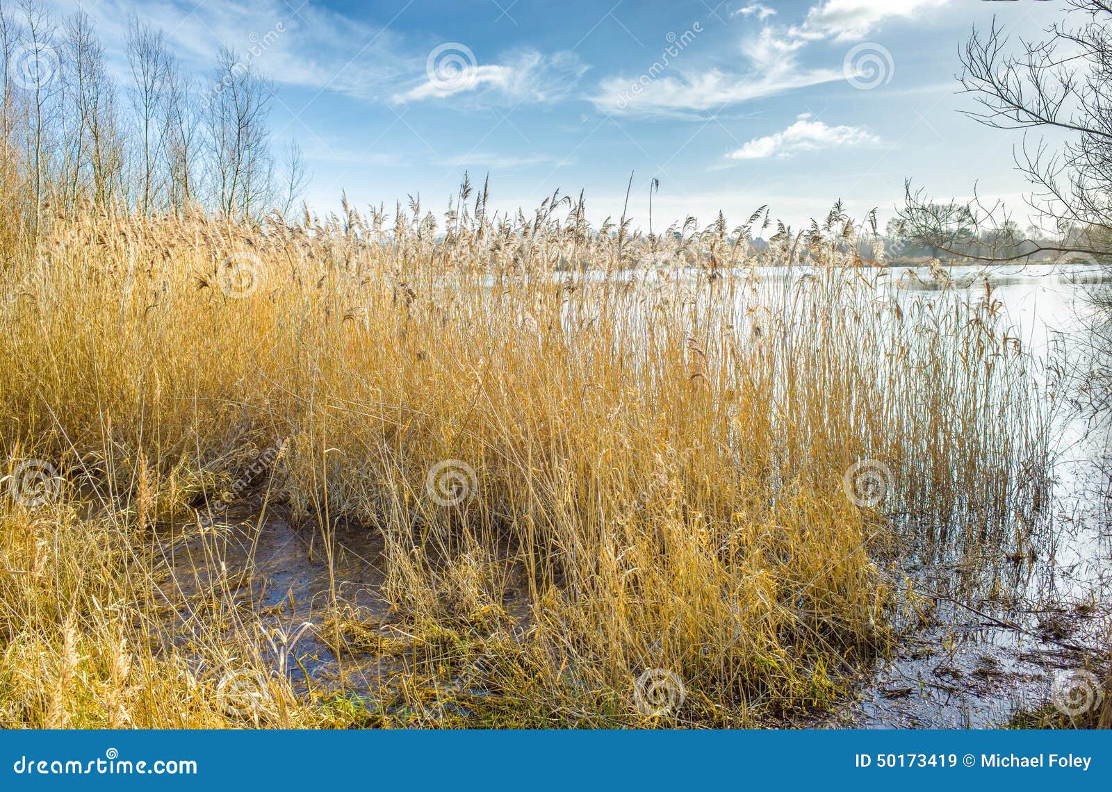 Тростники в солнечности зимы едят край озер Stanwick, Northamptonshire, Англию