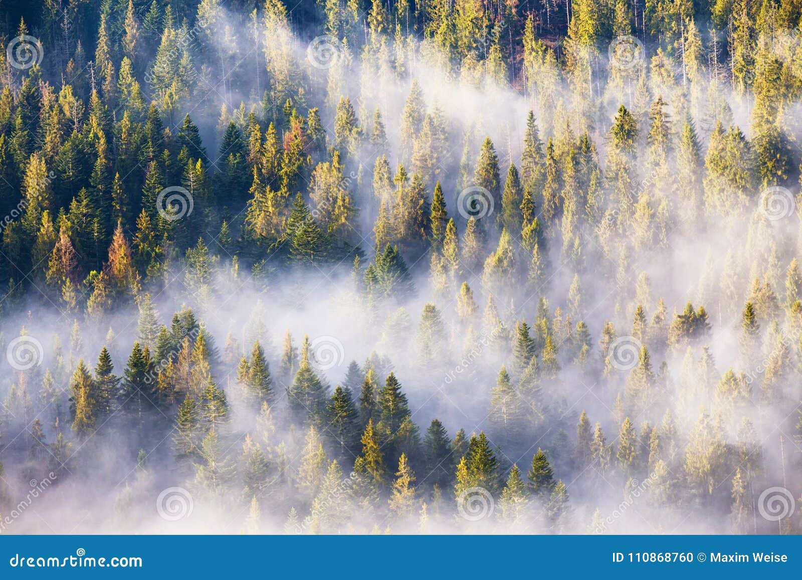 Coniferous лес в тумане, туманном полесье сосны Туман утра в лесе спруса и ели в теплом солнечном свете