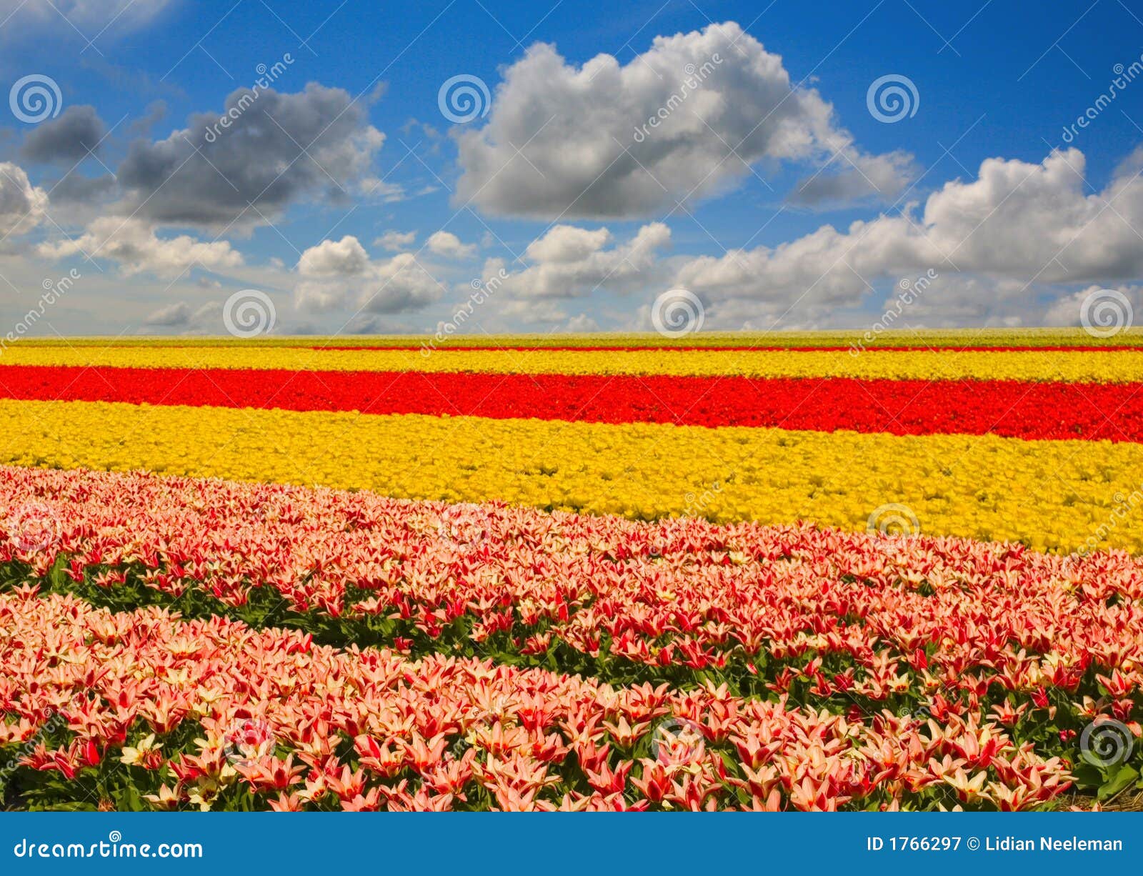 тюльпан ландшафта стоковое изображение. изображение насчитывающей ...