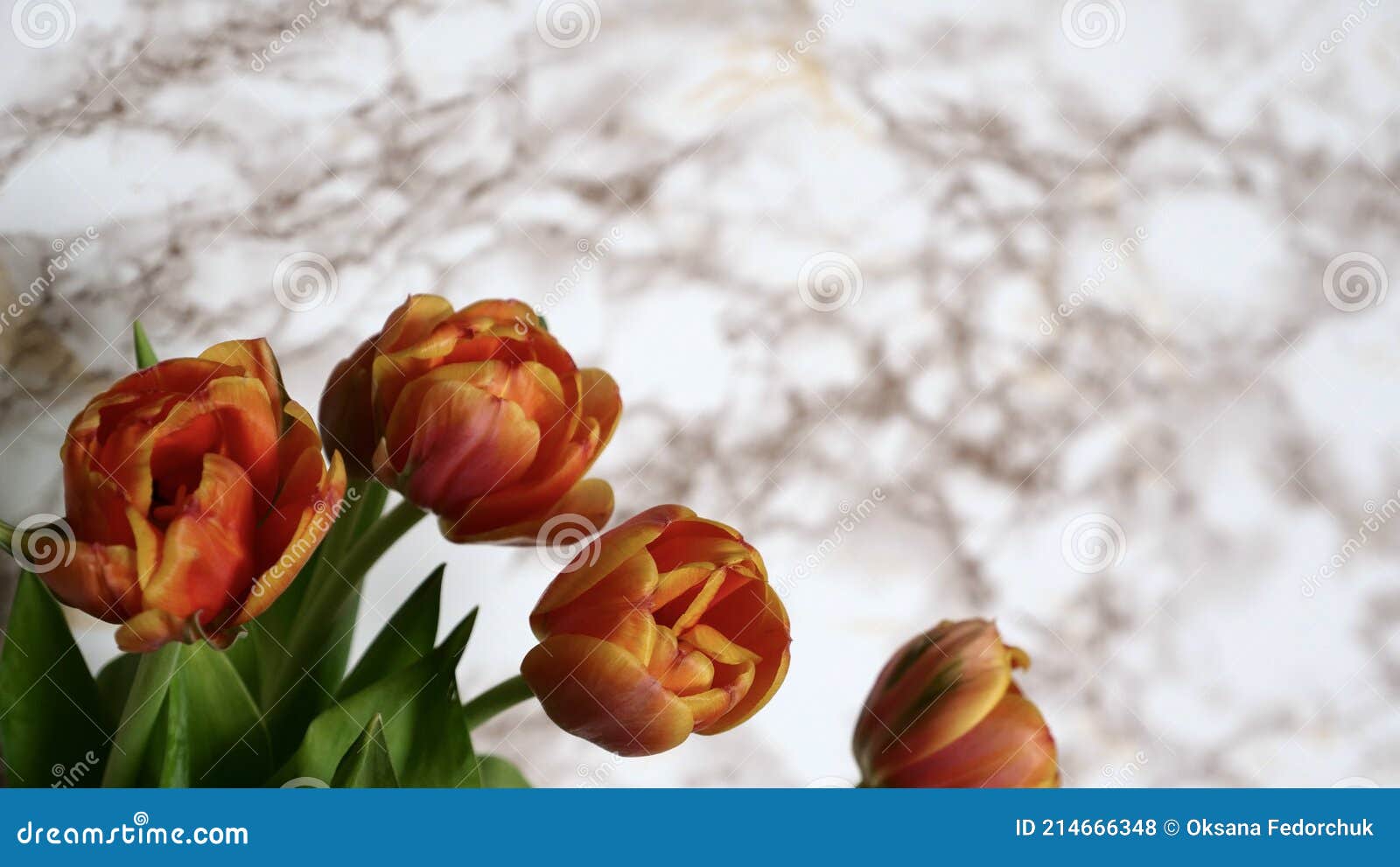 мраморные тюльпаны
