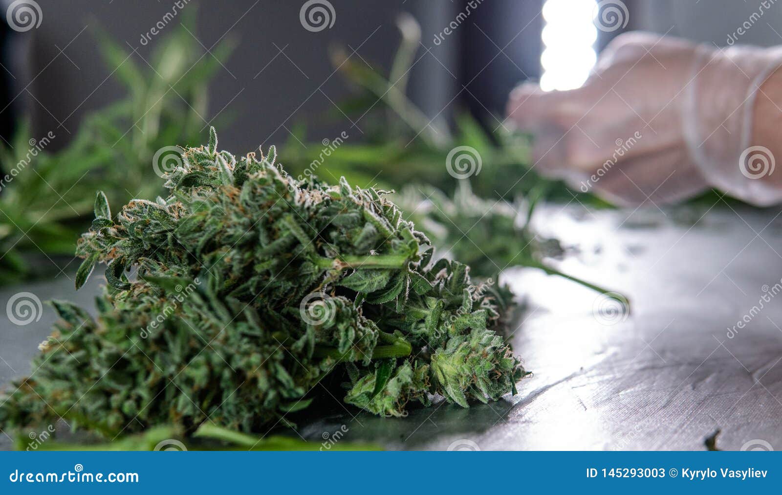 Обработка конопли фото период выявления марихуаны