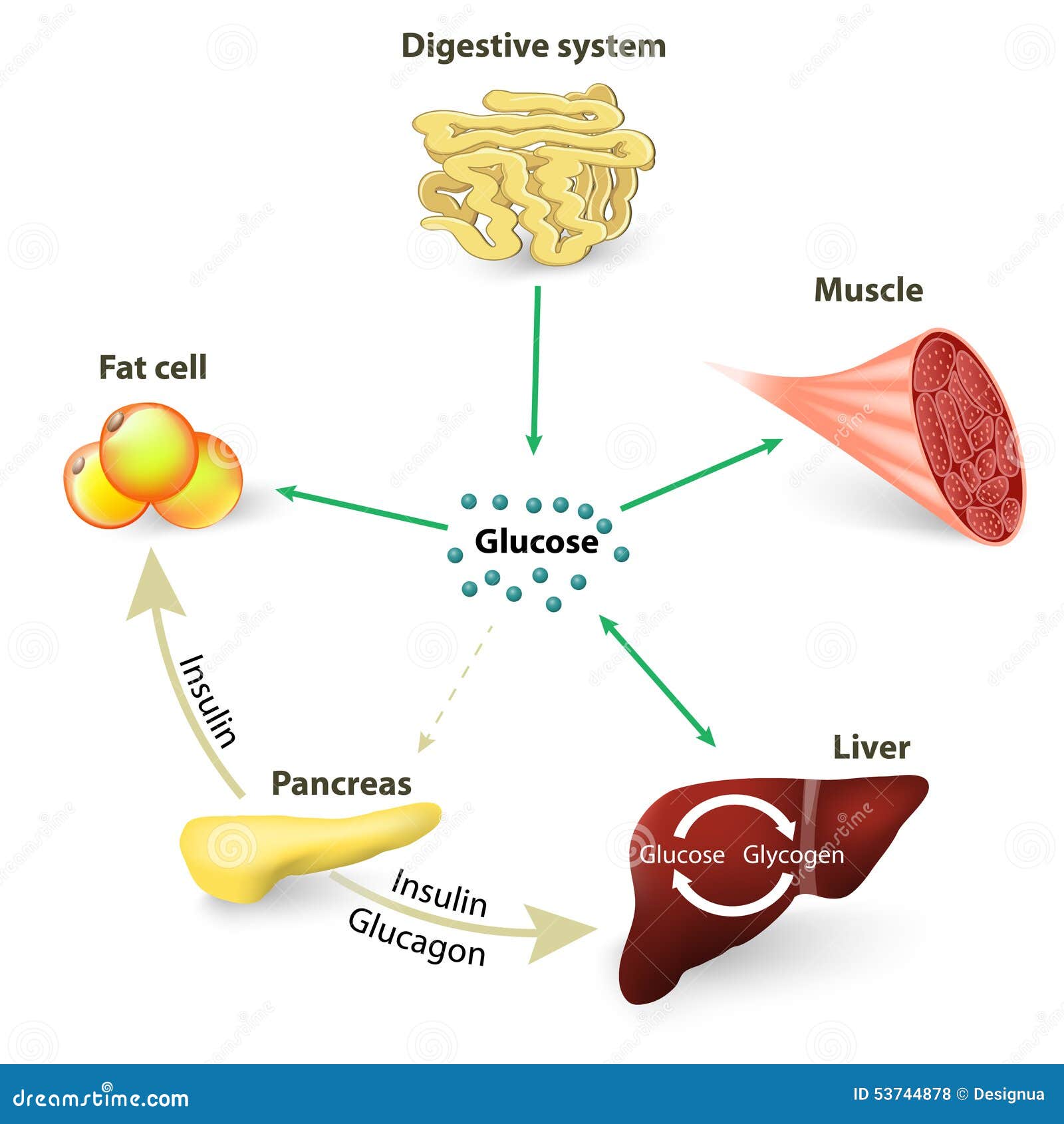 Уровень сахара в крови или глюкоза и инсулин Иллюстрация вектора ...
