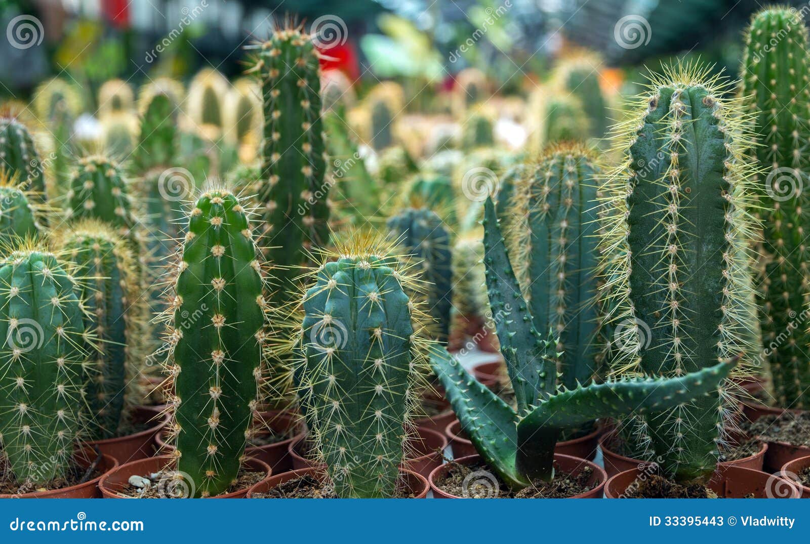 Установленные кактусы стоковое изображение. изображение насчитывающей ...