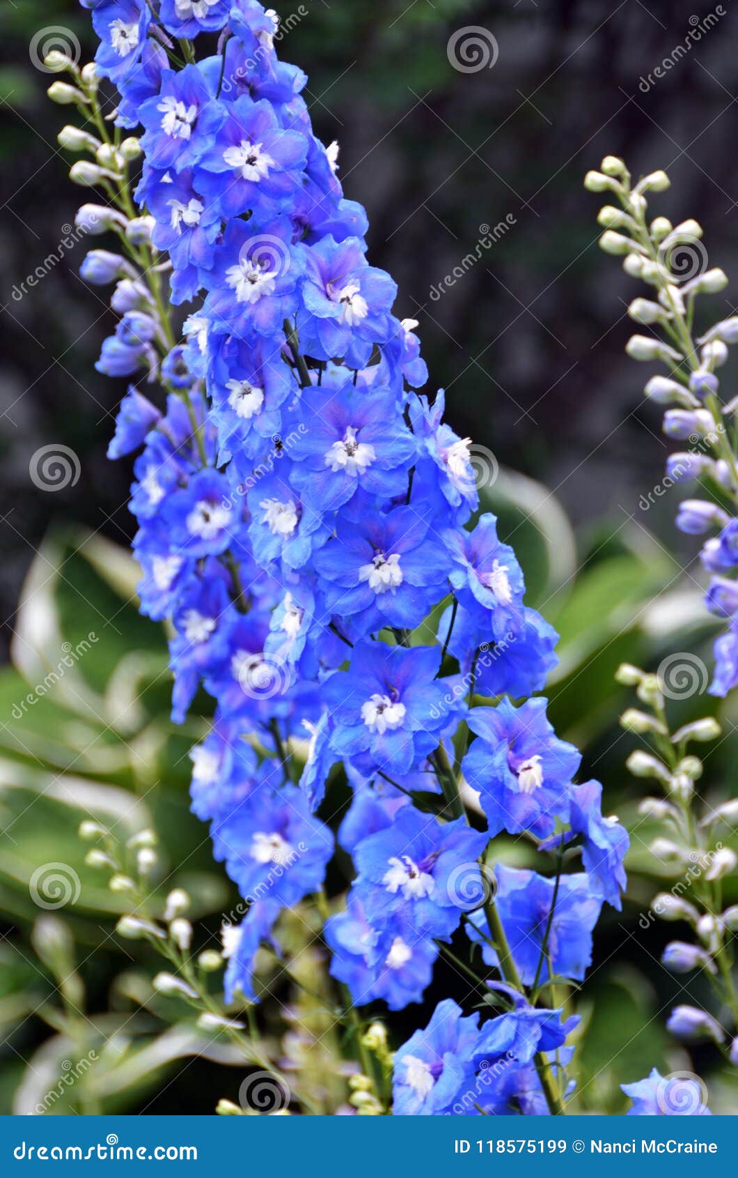 Фаворит сада голубого Delphinium Larkspur смелейший. Delphinium род около 300 видов постоянных цветковых растений в лютиковые семьи токсическо