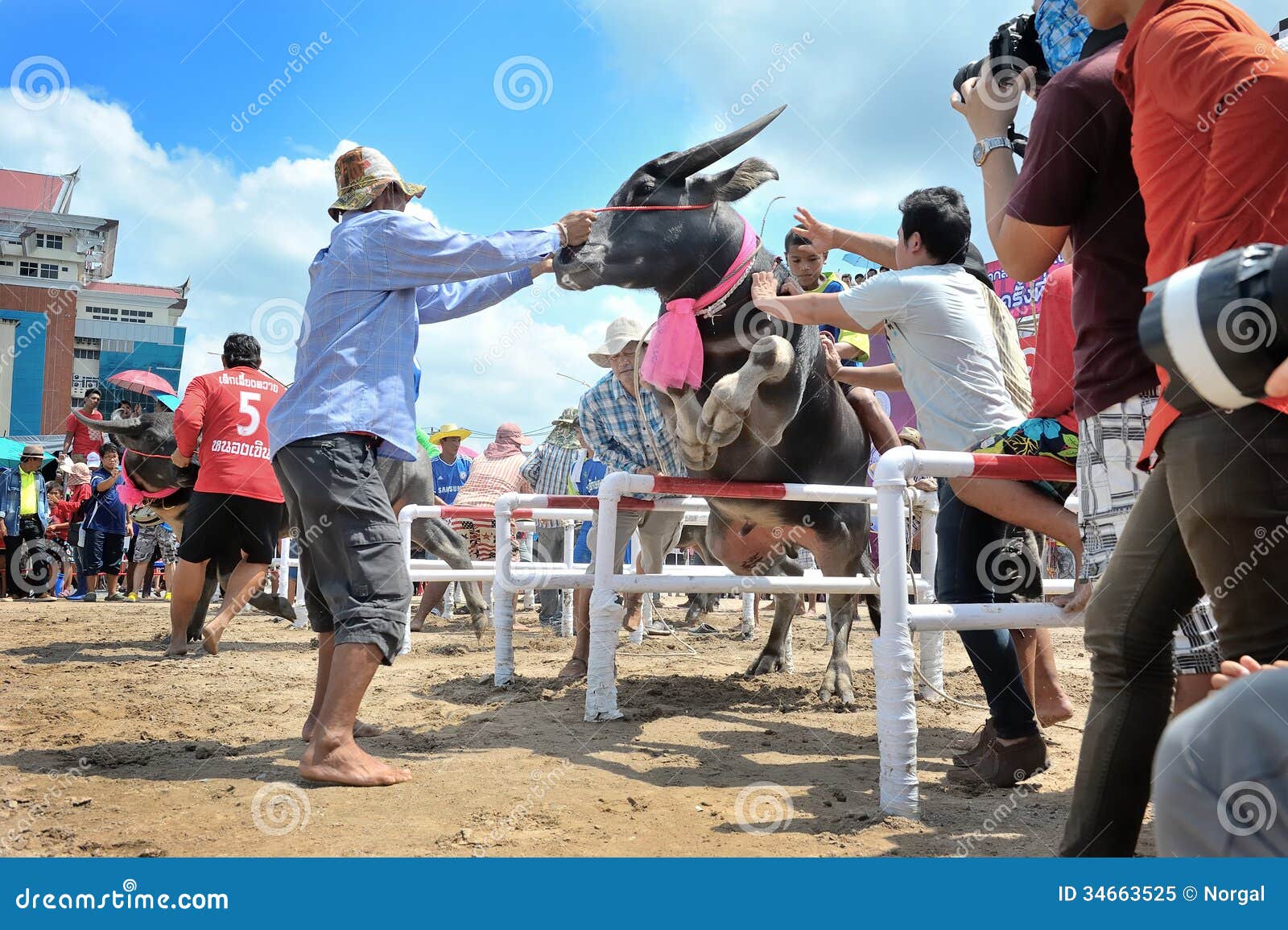 Фестиваль гонок буйвола. CHONBURI, ТАИЛАНД - 18-ОЕ ОКТЯБРЯ: Неопознанные люди участвовали в гонке буйволы в 142th фестивале гонок буйвола 18-ого октября 2013. Chonburi, Таиланд. Этот фестиваль традиция Chonburi.