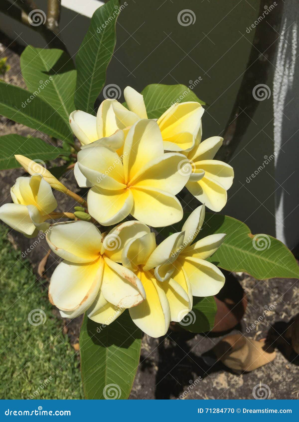 цветет frangipani. Frangipani цветет зацветать в саде в солнечности