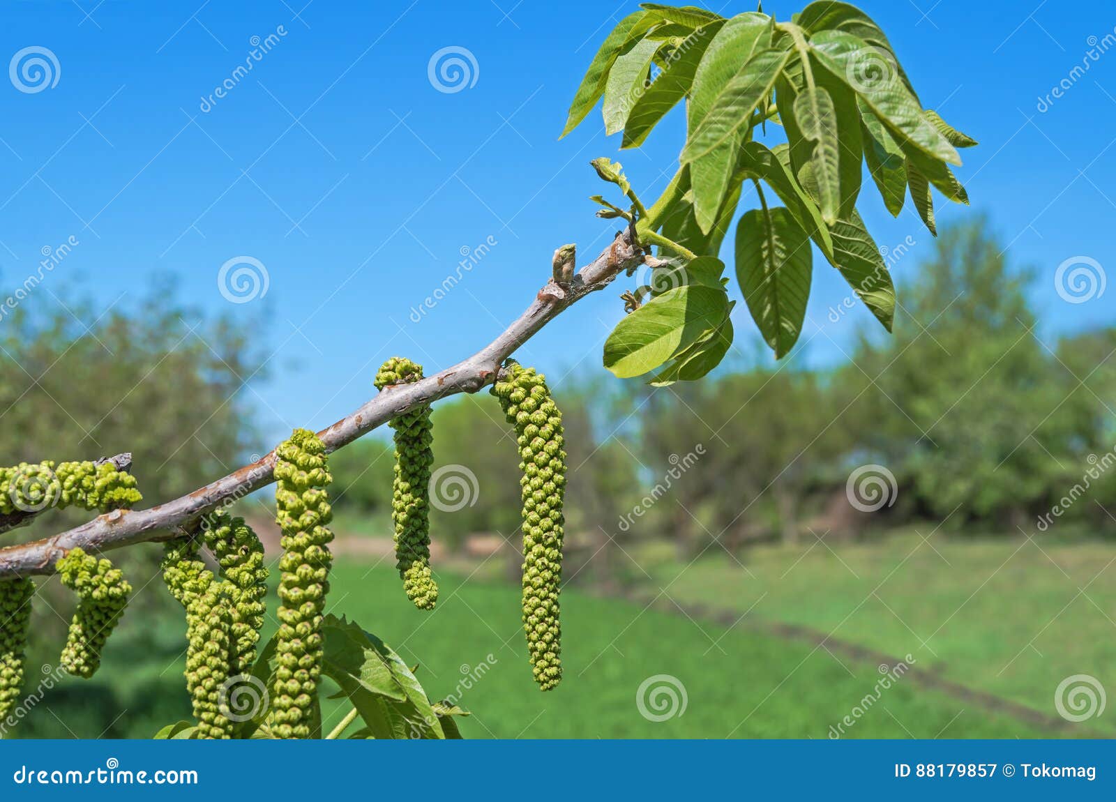 Орех Цветет Фото — New-Freepik.Ru