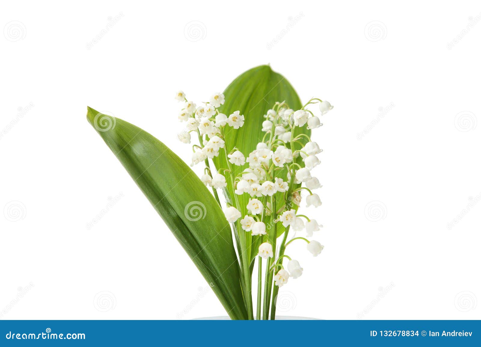 lily of the valley пароль от шкафа