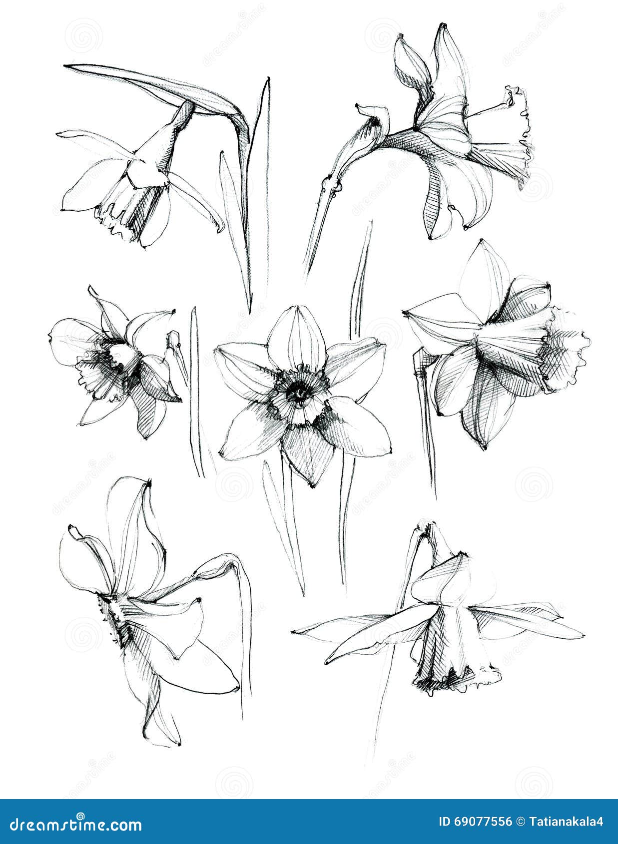Нарцисс Ботанический скетч