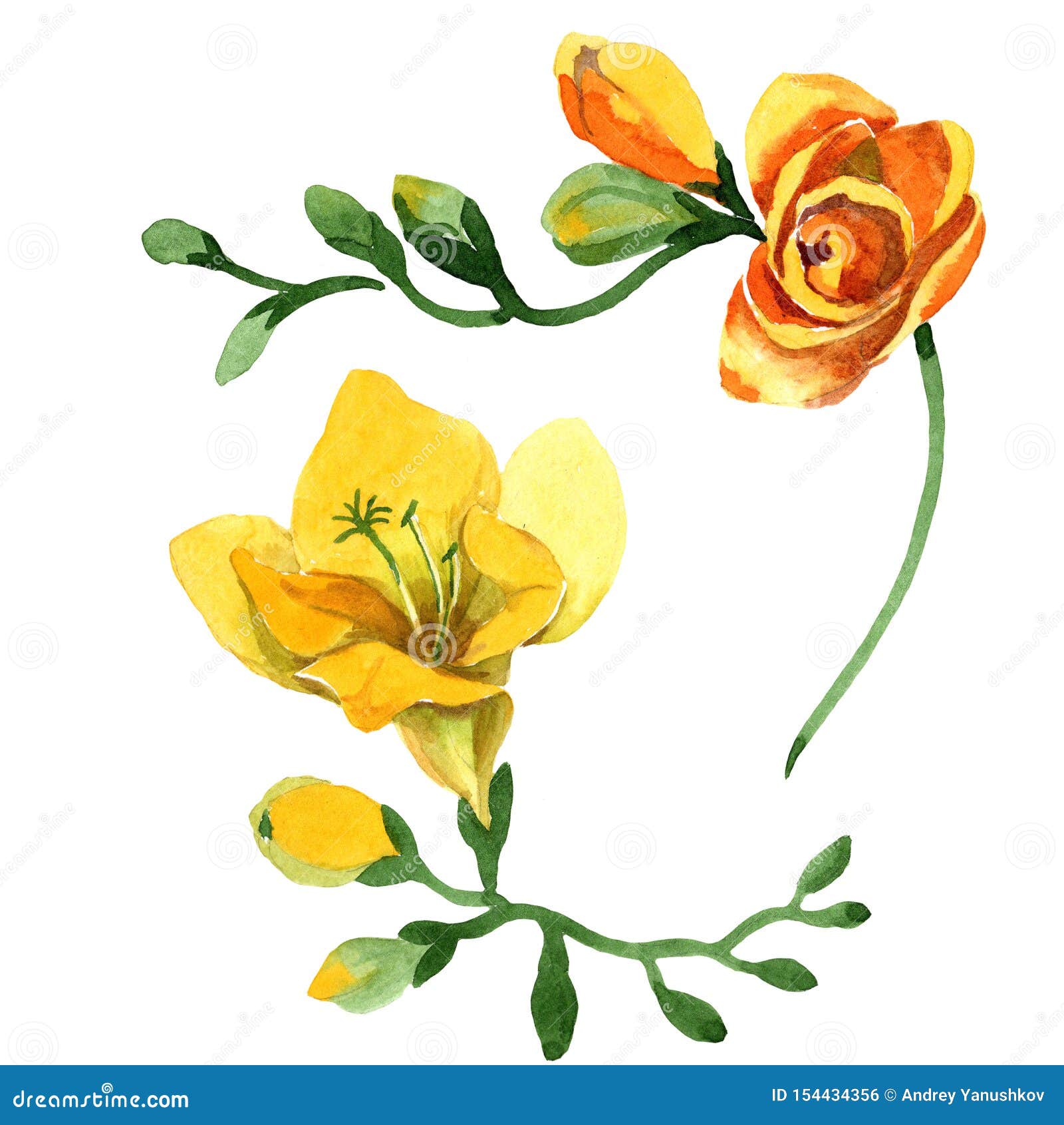 Цветки желтого freesia флористические ботанические Набор иллюстрации ackground b акварели Изолированный элемент иллюстрации frees
