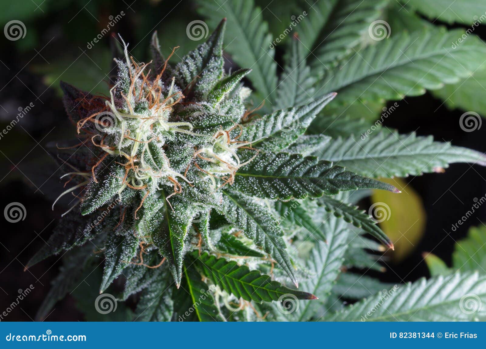 Марихуана цветение фото впервые марихуану