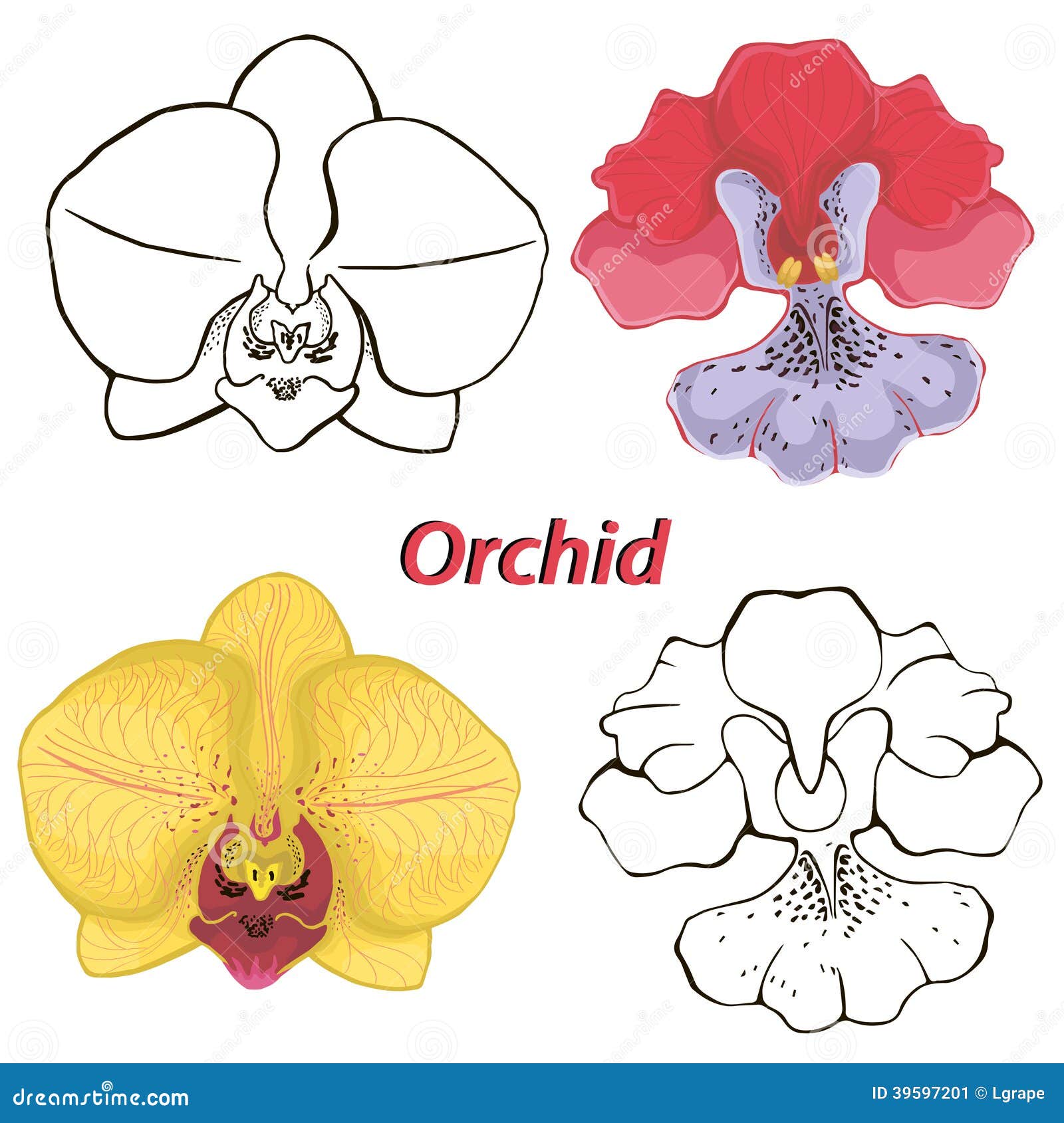 Орхидея вектор контур