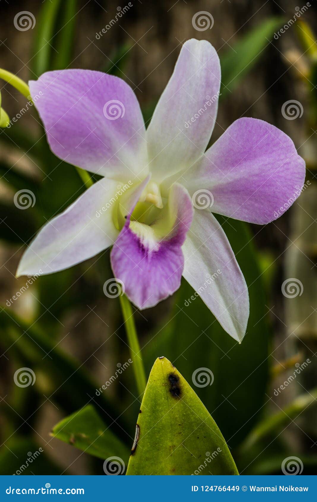 Цветок. Фиолетовая орхидея в саде около моего дома