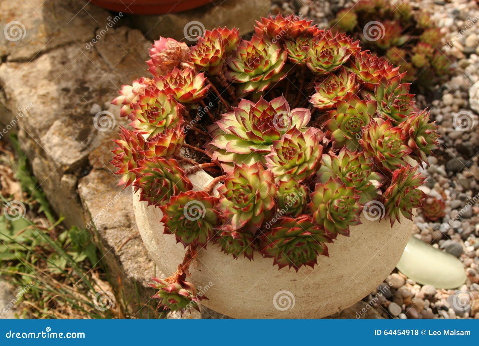 Цветок Sempervivum/цветя sempervivum в съемке макроса