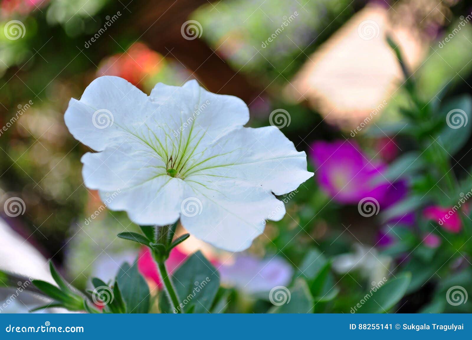 Цветок в саде