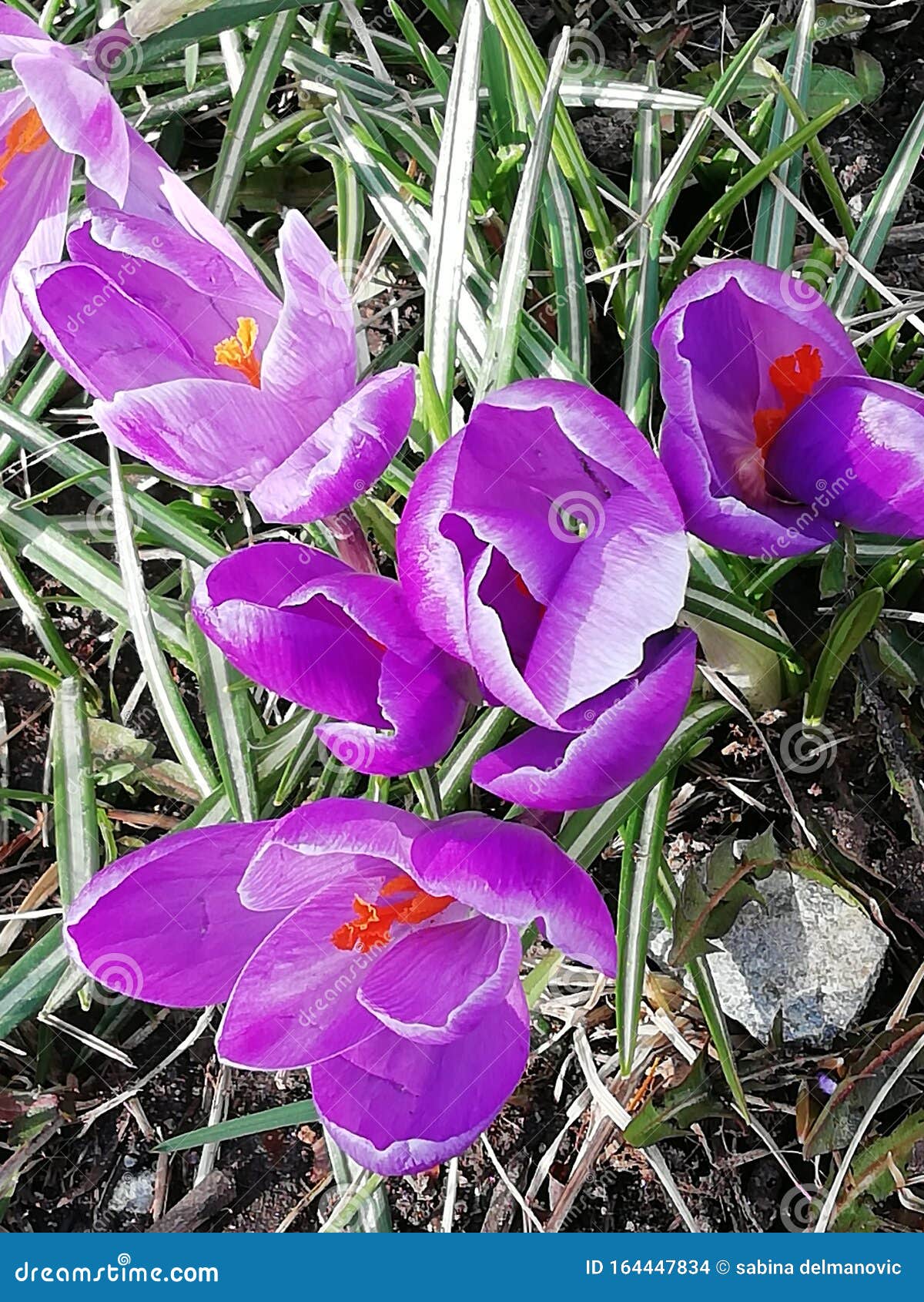 Цветок в траве стоковое фото. изображение насчитывающей цветок - 164447834