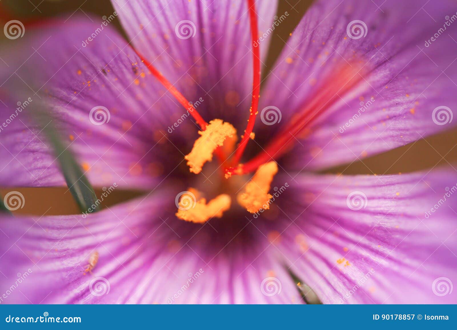 Цветок шафрана стоковое изображение. изображение насчитывающей ...