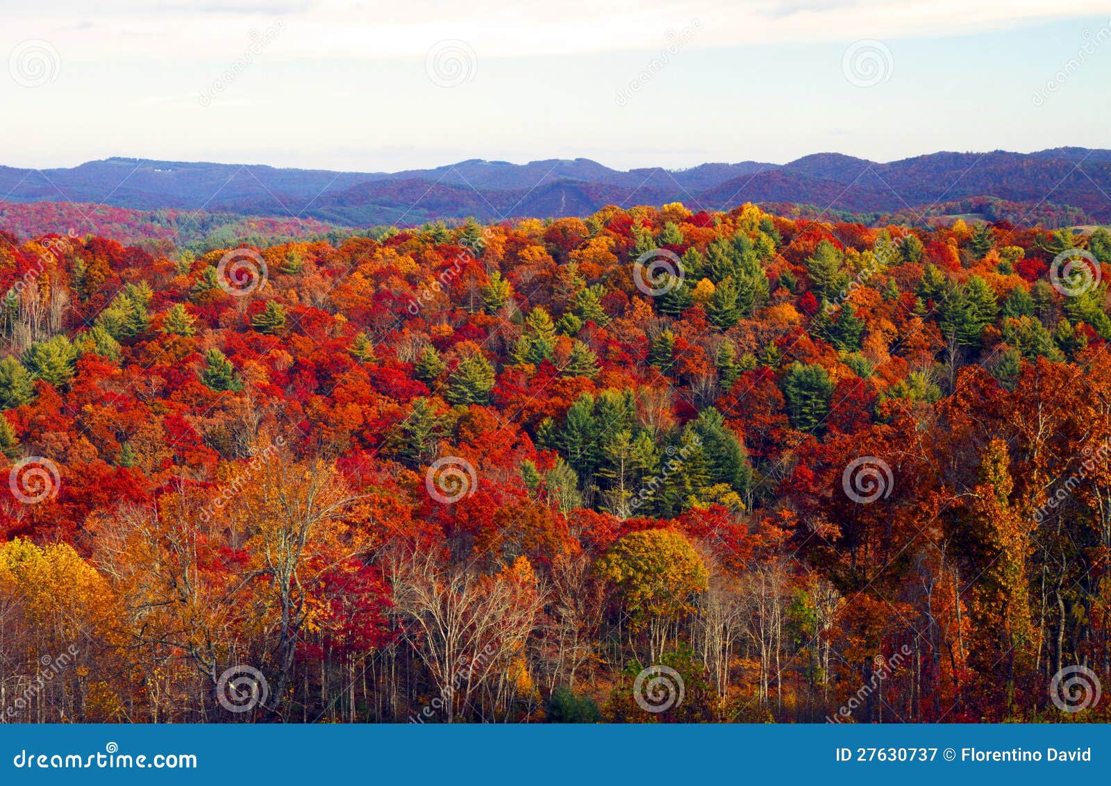 Цветы падения. Пуща в аппалачских горах в цветах падения показа North Carolina