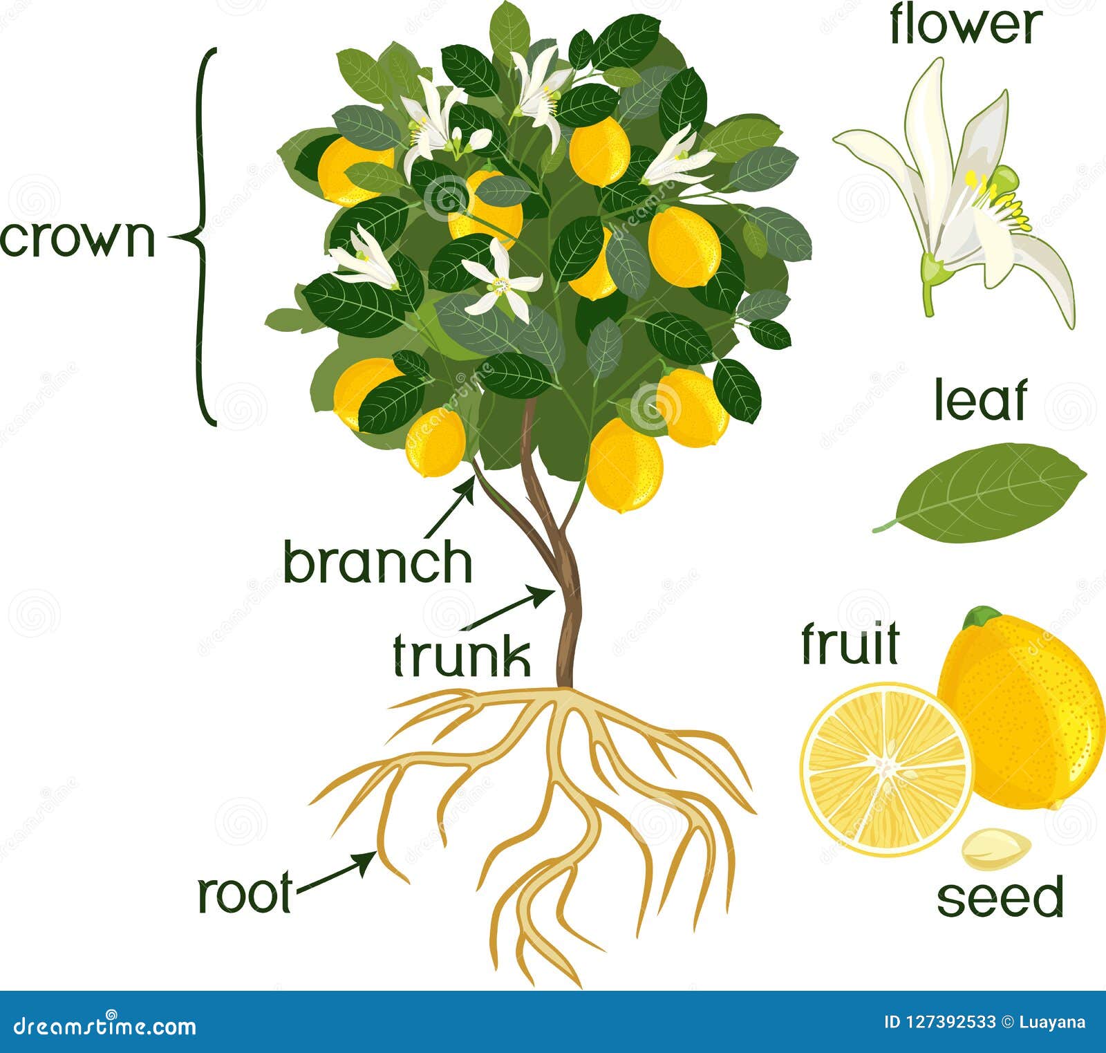 Части лимонного дерева