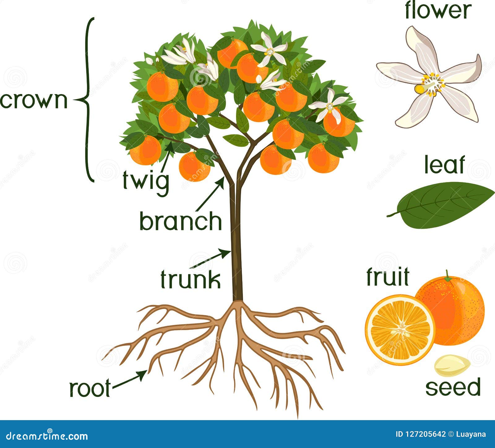 Апельсиновое дерево корни