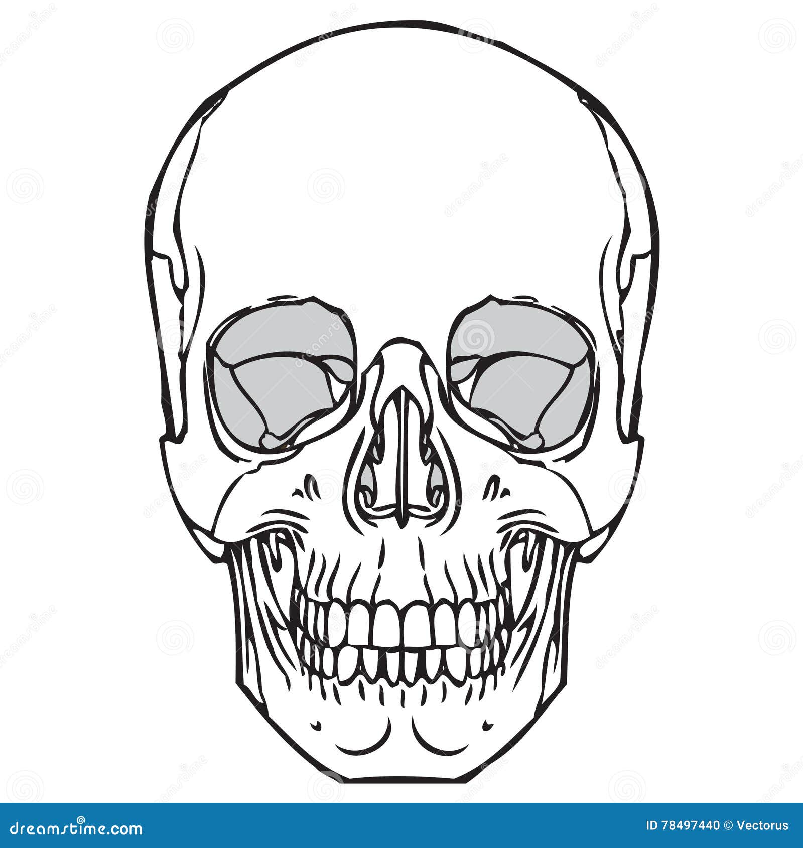 Контуры черепа анатомия