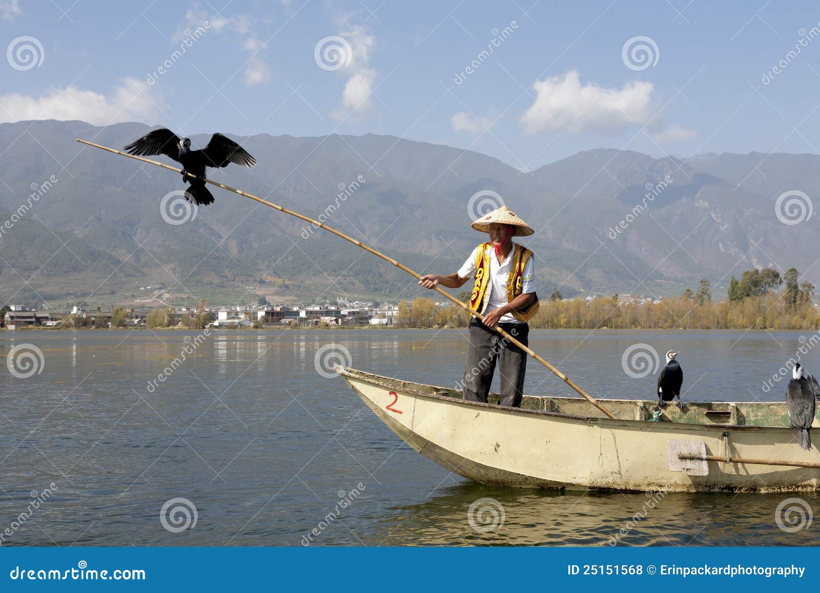 человек cormorant bai китайский. Erhai dali cormorant фарфора птиц птицы bai рыболовство bamboo этническое его держит провинцию полюса несовершеннолетия человека озера местную южным используя yunnan