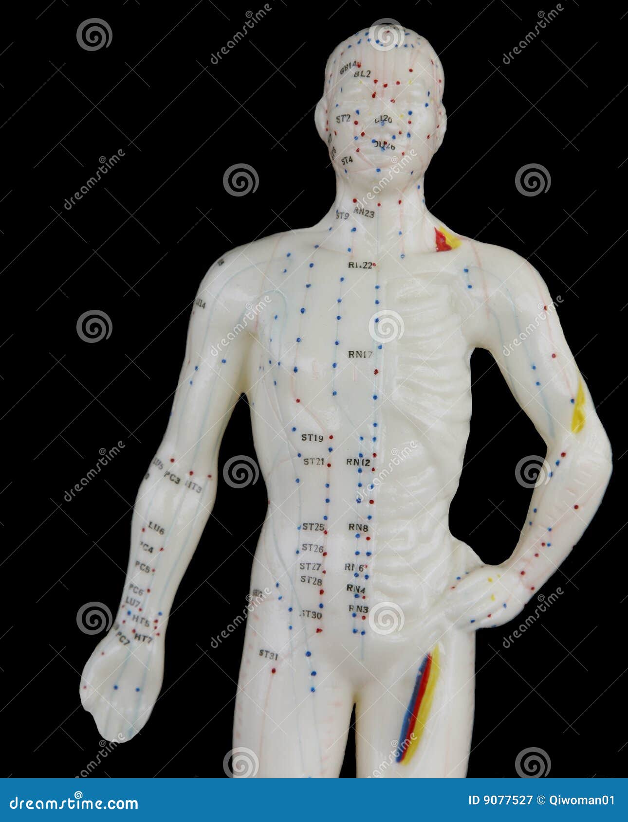 человек иглоукалывания. диаграмма людской мыжской модельный пункт тела иглоукалывания указывает
