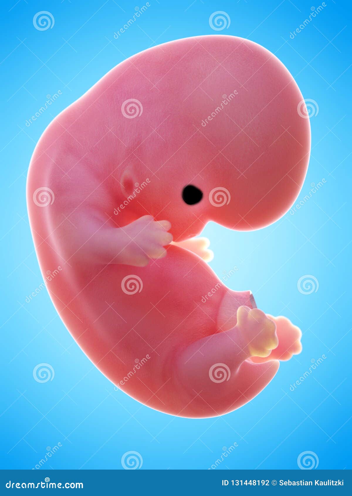 Зародыш человека 7-8 недель
