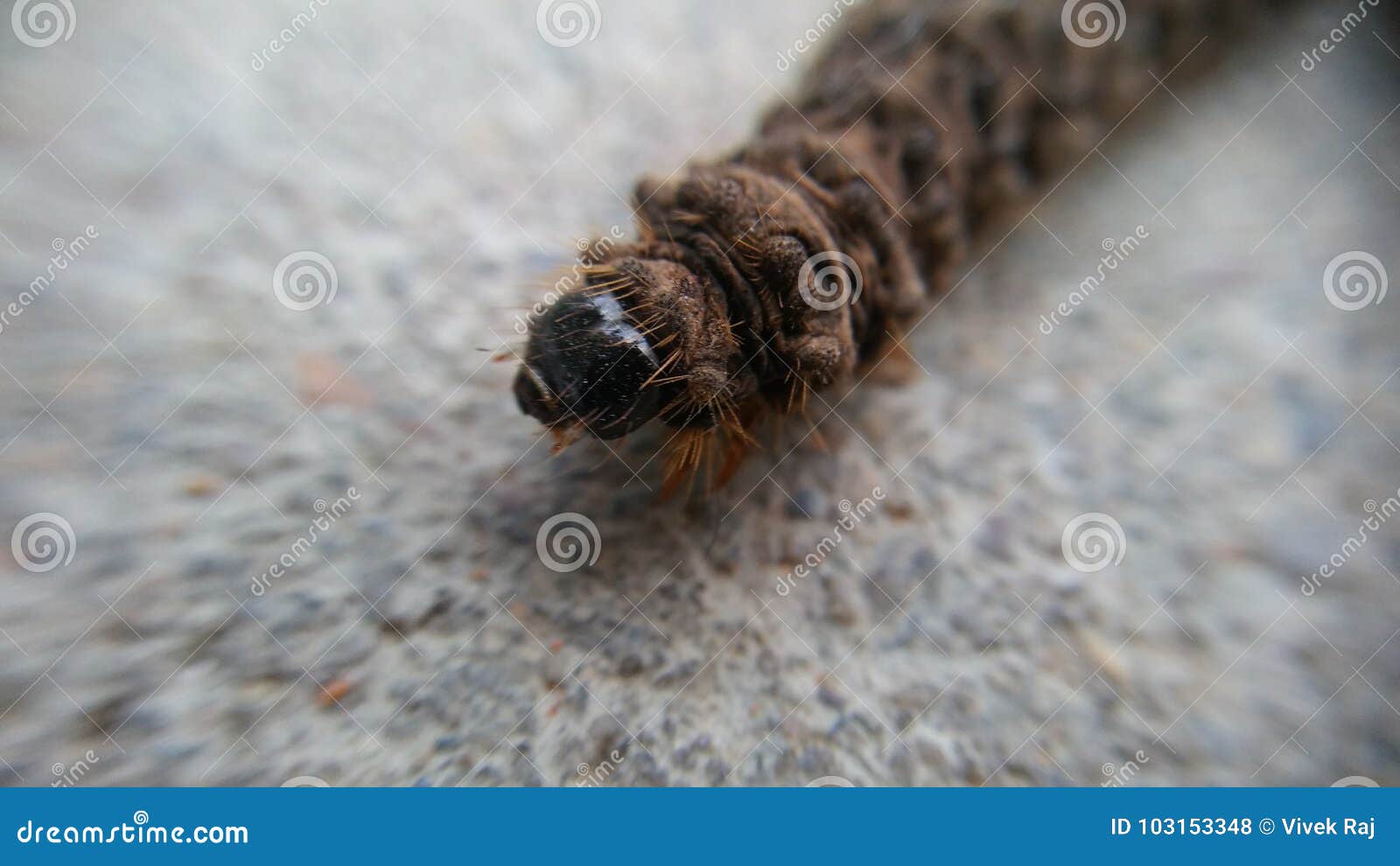 Червь одеяла стоковое фото. изображение насчитывающей глист 103153348