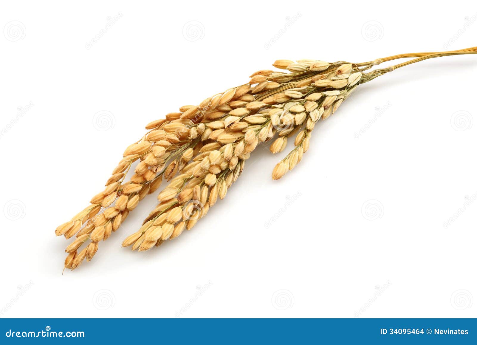 Черенок риса стоковое фото. изображение насчитывающей невин - 34095464