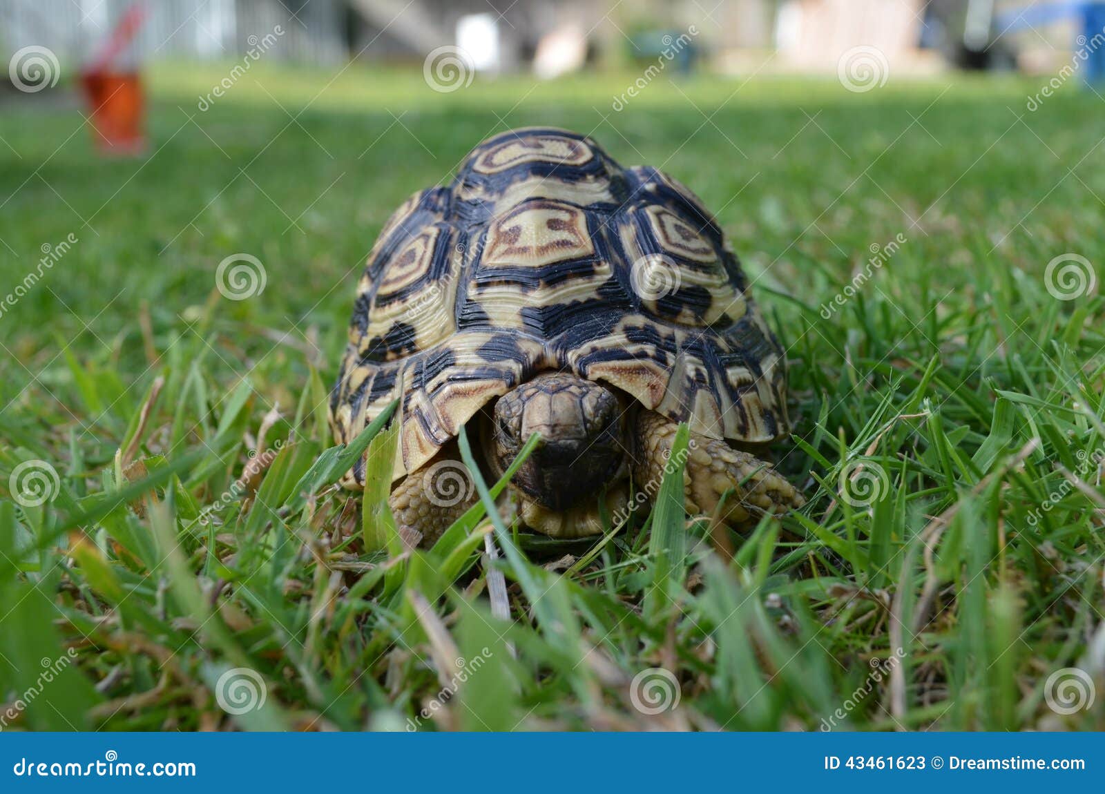 Черепаха в траве
