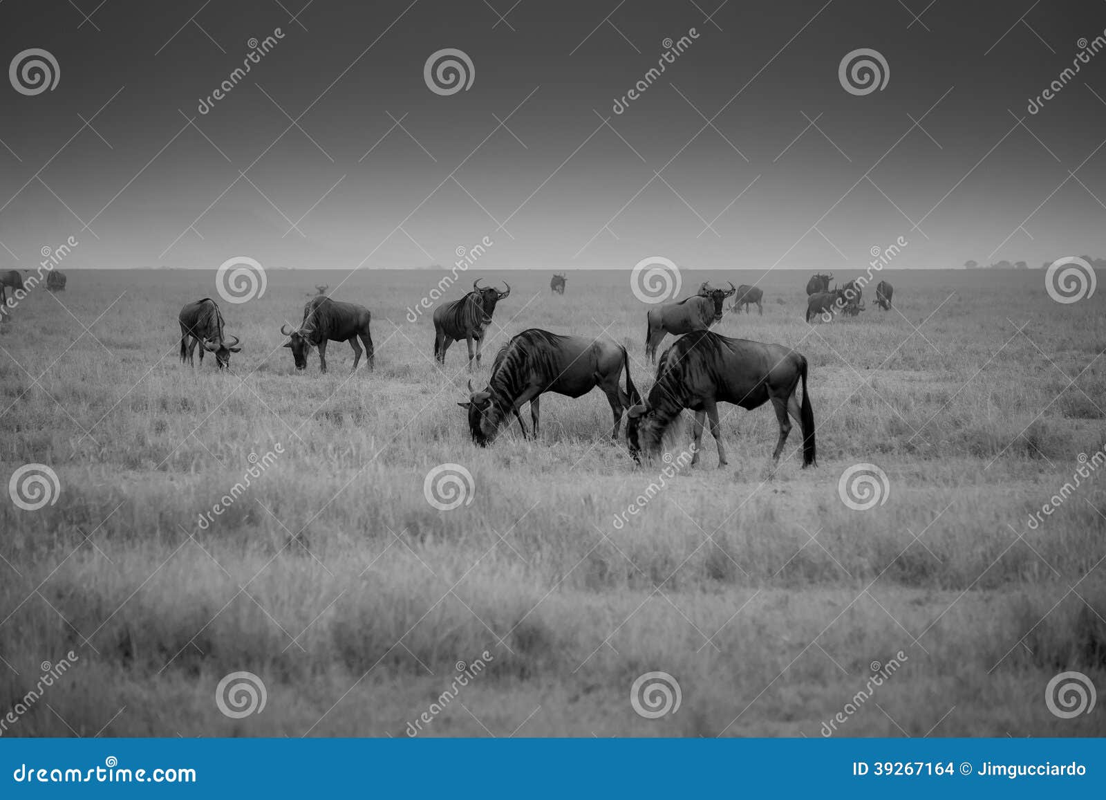 Черно-белое фото миграции антилопы гну. Антилопа гну проникать пася в Serengeti сняла в черно-белом