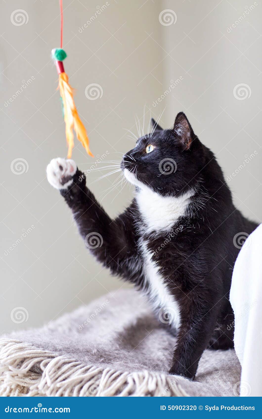 Черно-белый кот играя с игрушкой пера. Любимчики и концепция играть - черно-белый кот играя с игрушкой пера