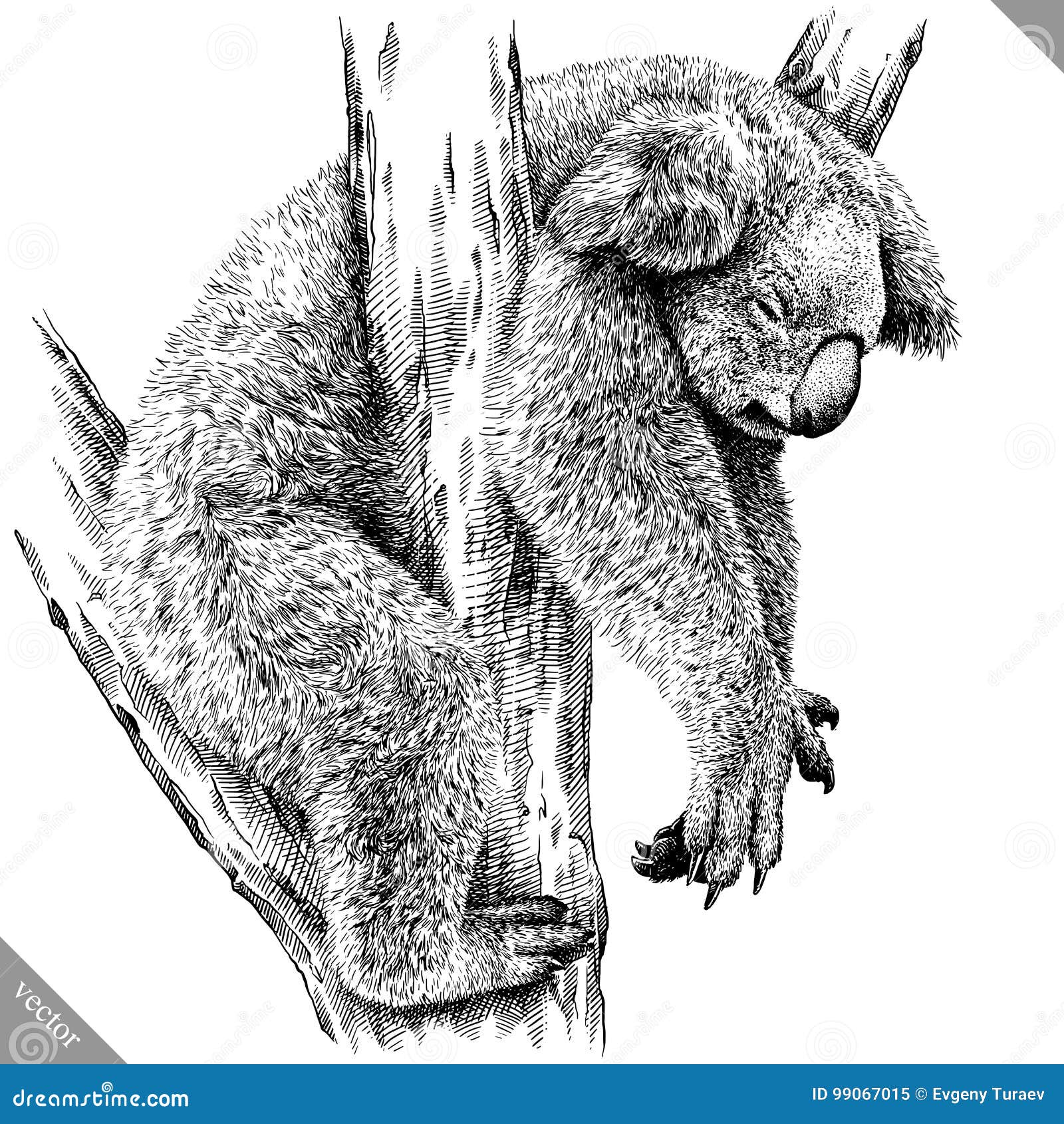 Коала черно белая