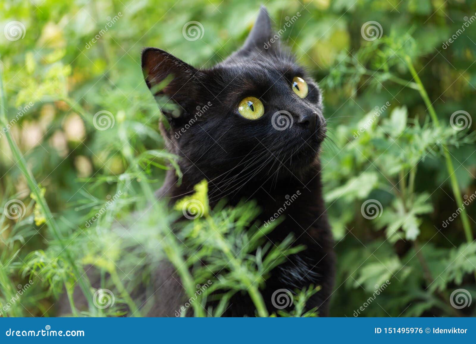 Черный милый конец портрета кота bombay вверх, макрос. Черный милый портрет кота bombay с большими желтыми глазами и концом взгляда проницательности вверх, макрос