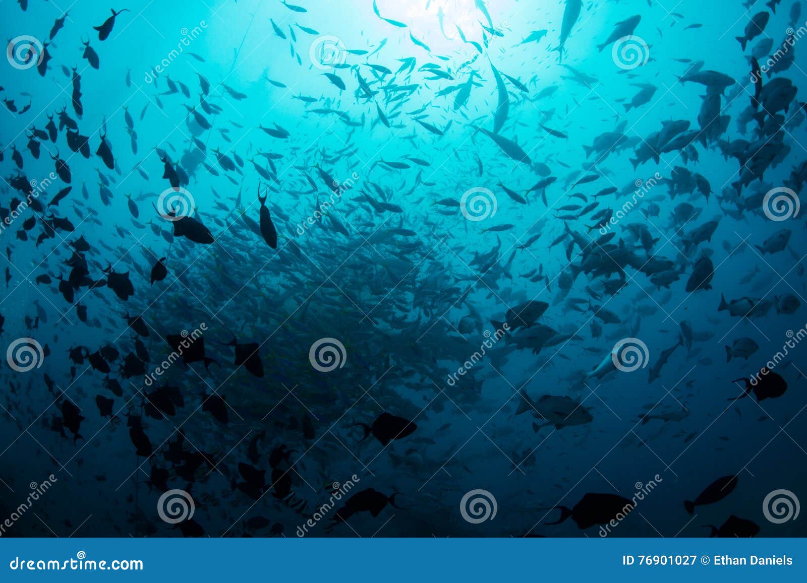 открытое море рыба
