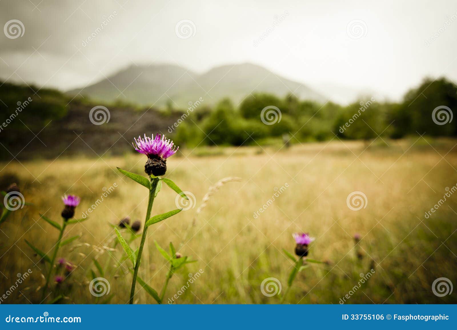 Шотландский thistle. Ретро фото стиля шотландского thistle на одичалый бурный день