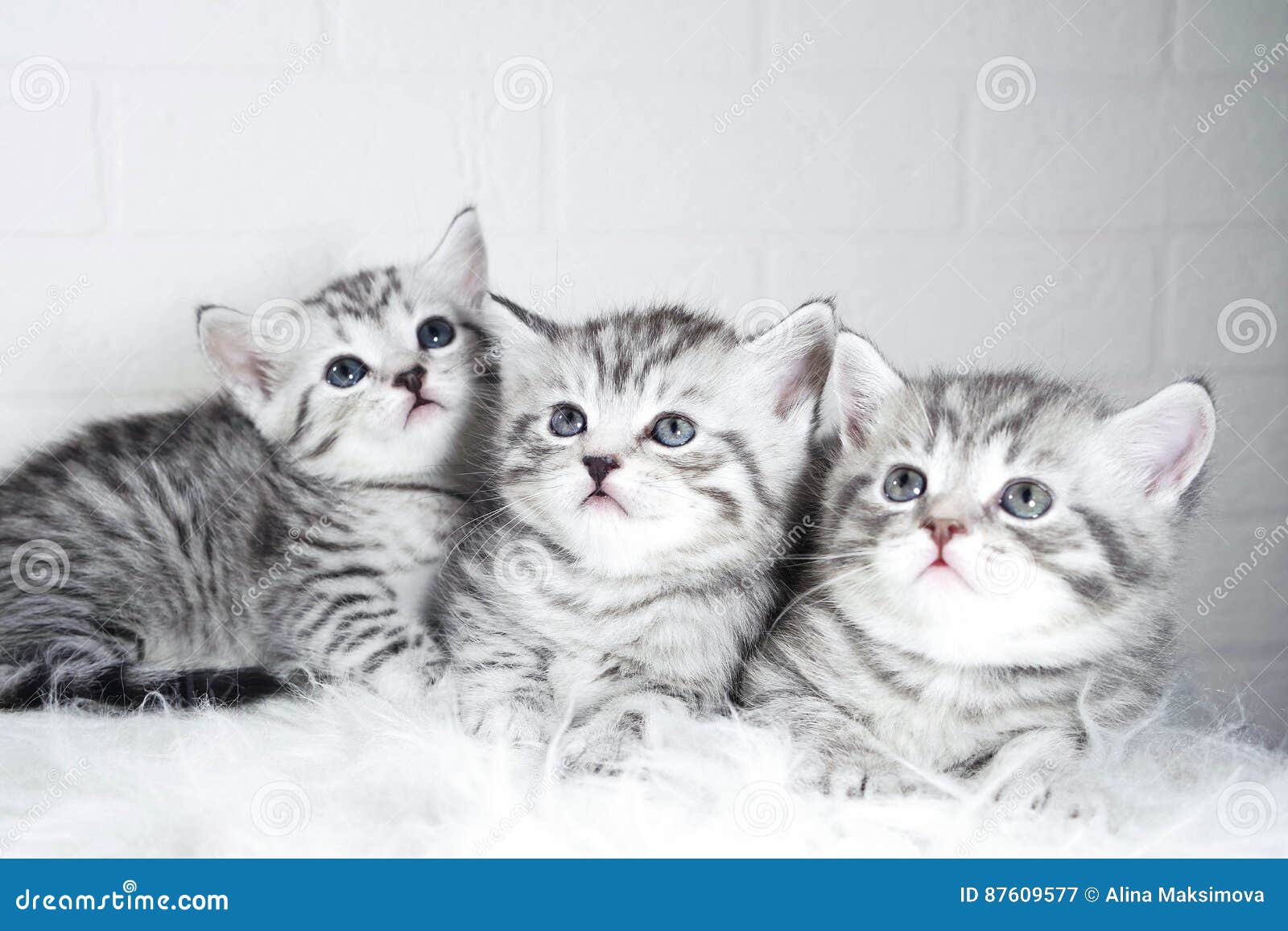 Шотландские котята много вискас