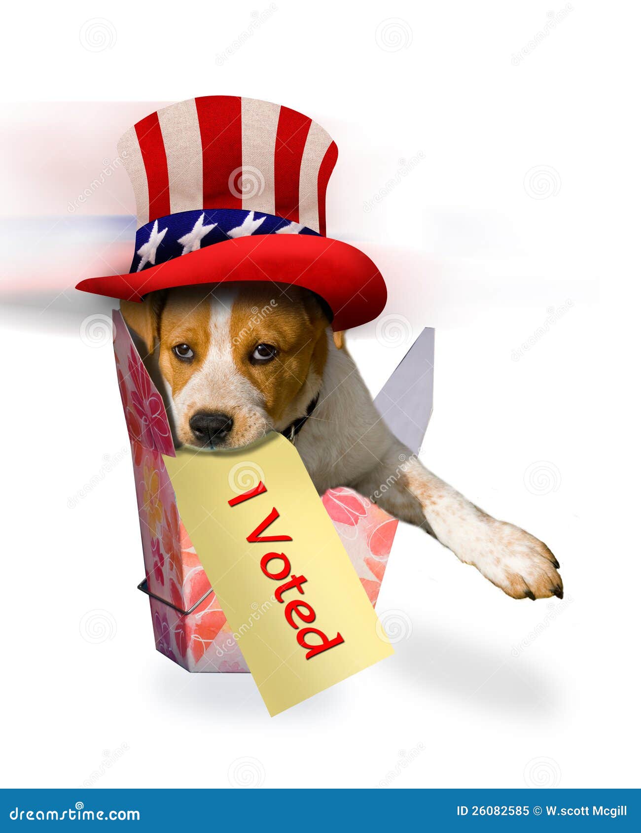 Щенок Beagle в патриотическом шлеме. Щенок Beagle в флористической коробке с шлемом дядя Сэм патриотическим дальше с знаком в рте говорящ я проголосовал.