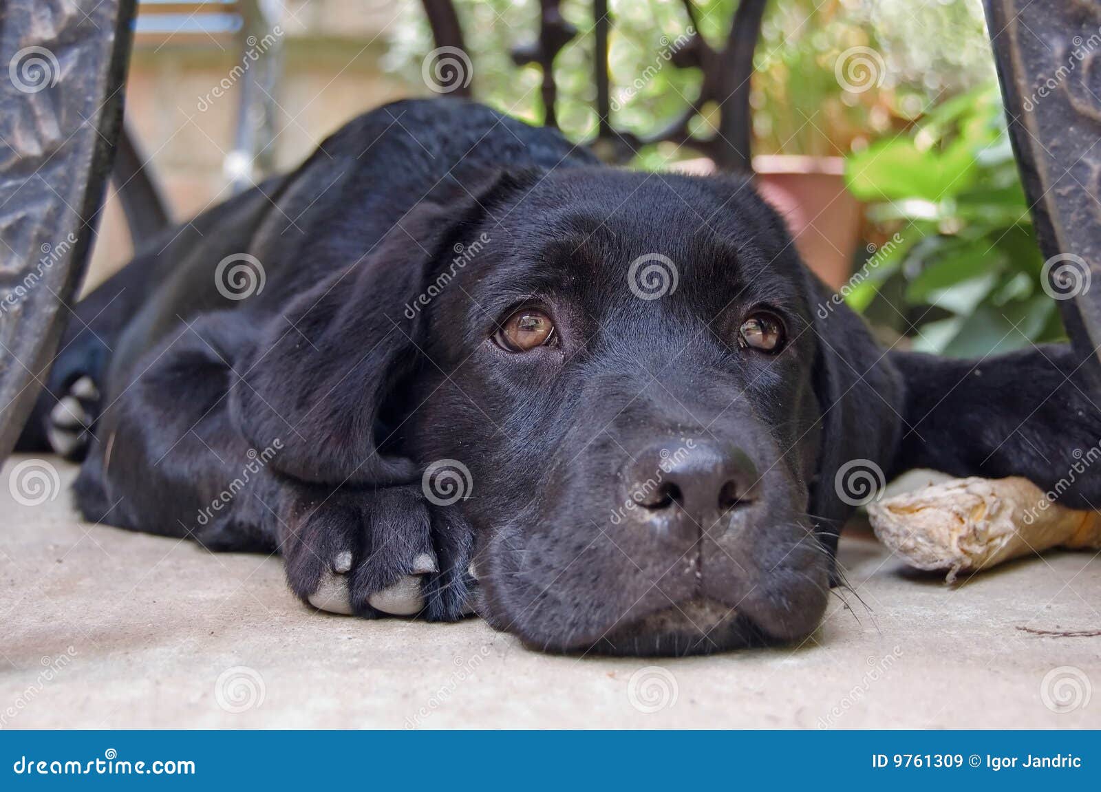 щенок labrador. Bone милая земля его labrador кладя следующего щенка к