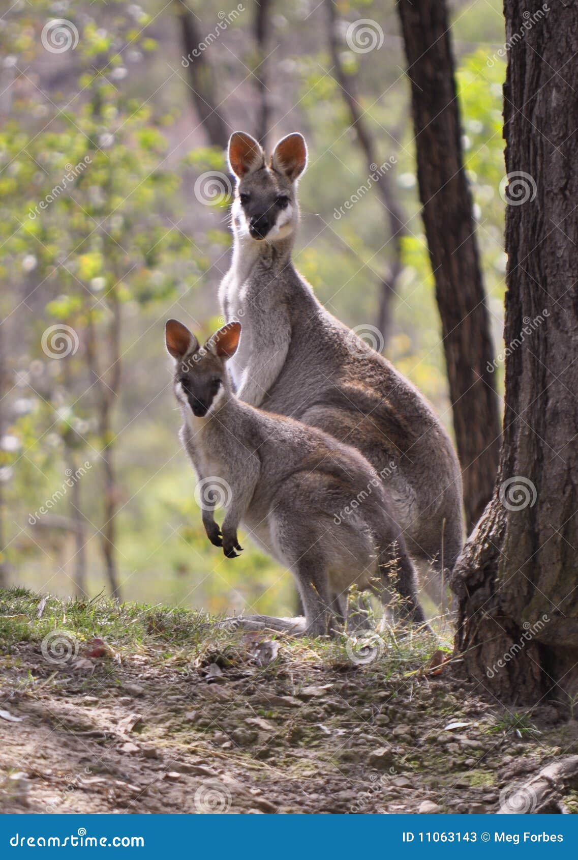 ые милые wallabies. Cania Австралии смотрело на gorge ее wallaby Квинсленда joey милый редкий