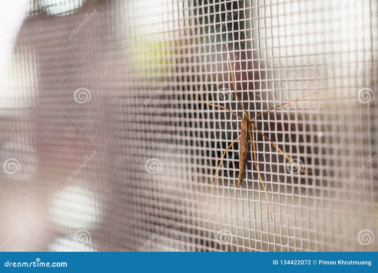 Экран провода сетки от комаров на предохранении от окна дома Стоковое .