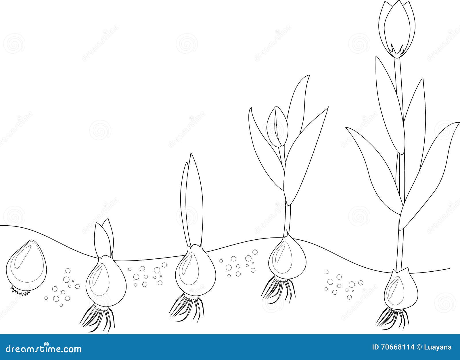 Раскраска этапы роста растения