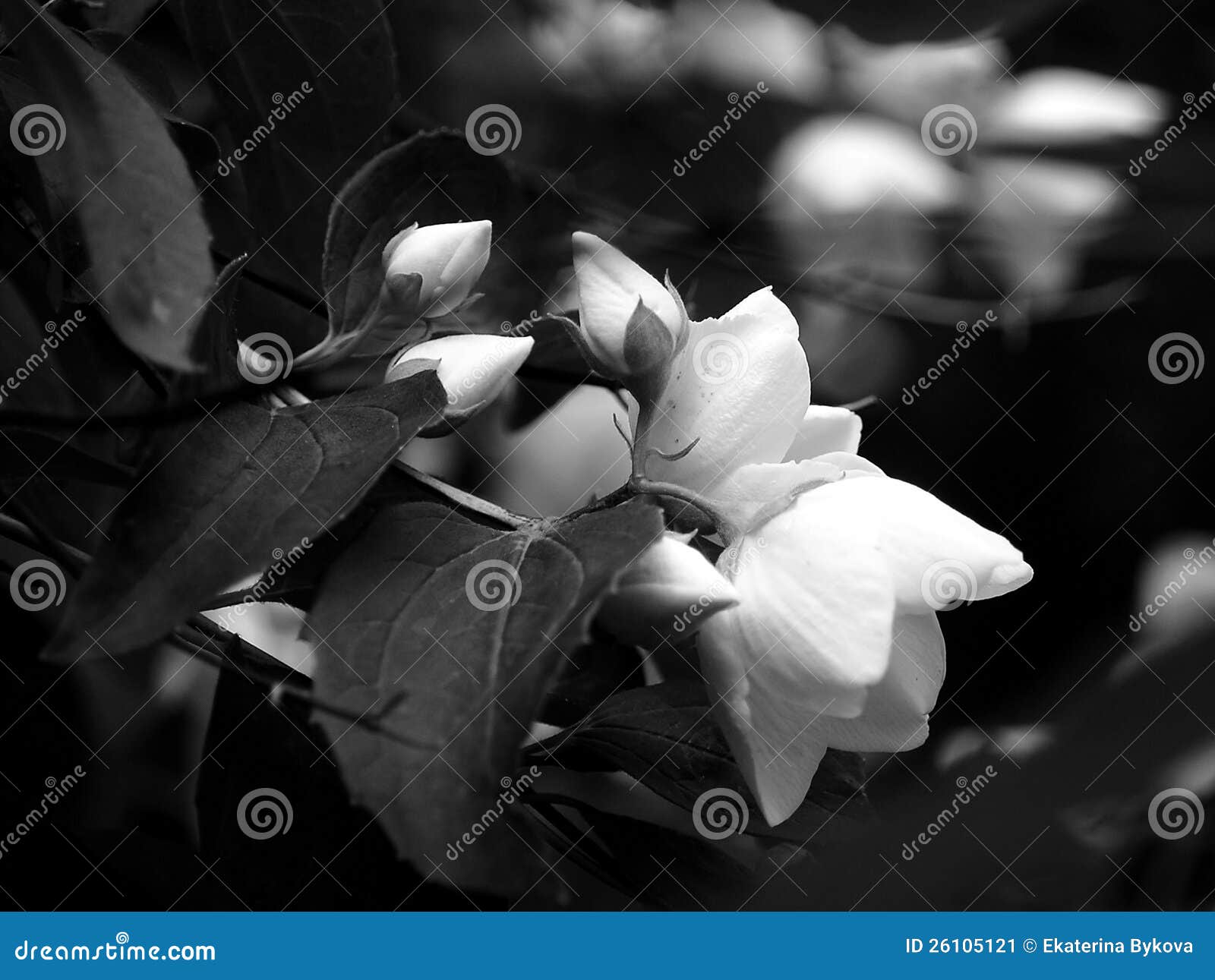Яблоня зацветая в светотеневом. Светотеневое фото зацветая завтрака-обеда яблони с малыми кнопками и большими яркими цветками, с белыми цветками на предпосылке черноты bokeh