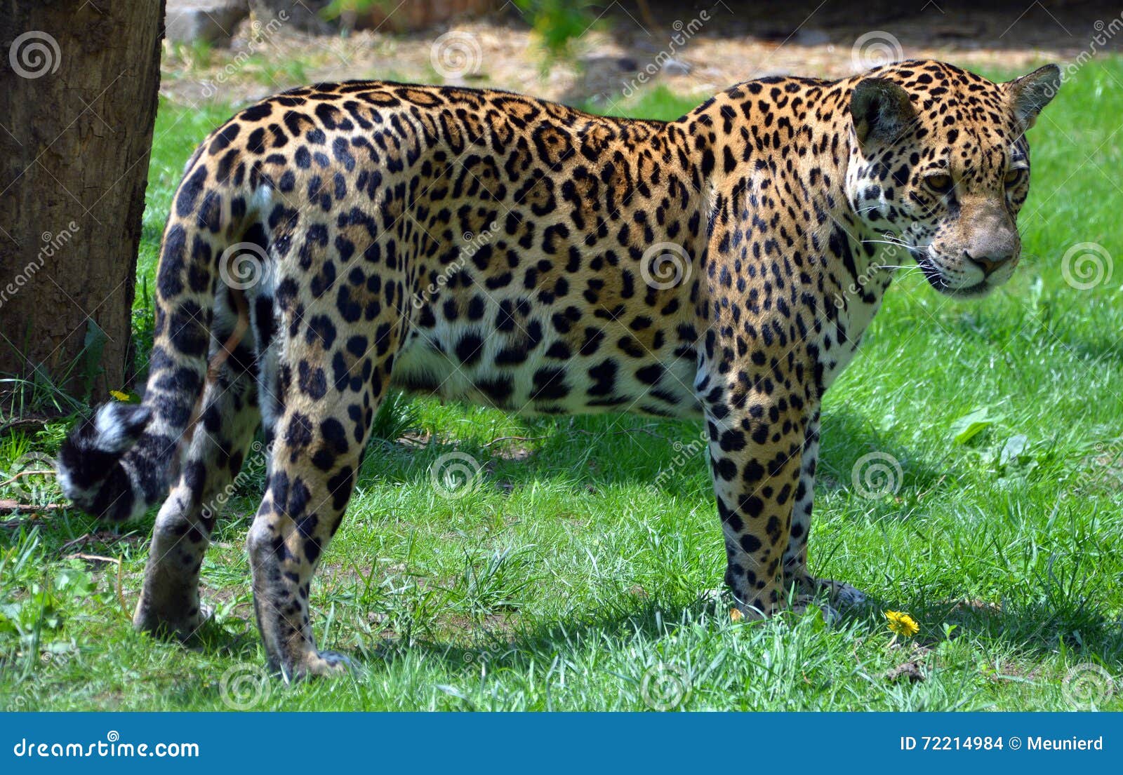 ягуар стоковое фото. изображение насчитывающей мило, природа - 72214984