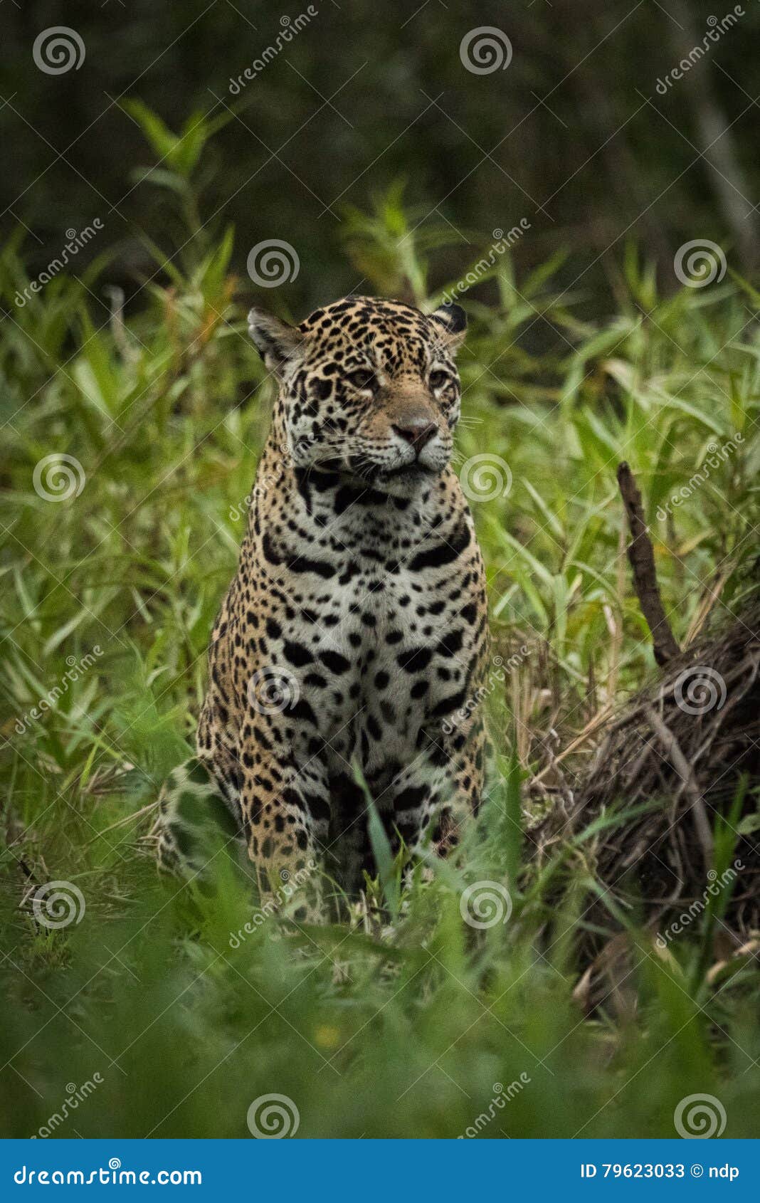 Ягуар сидя среди высокорослых заводов смотря на справедливо Стоковое ...