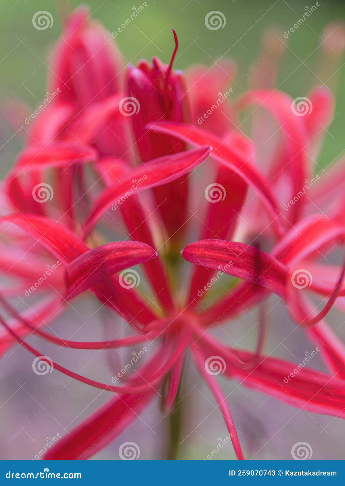 ярко-красно-красный кластер амариллис Стоковое Изображение ...