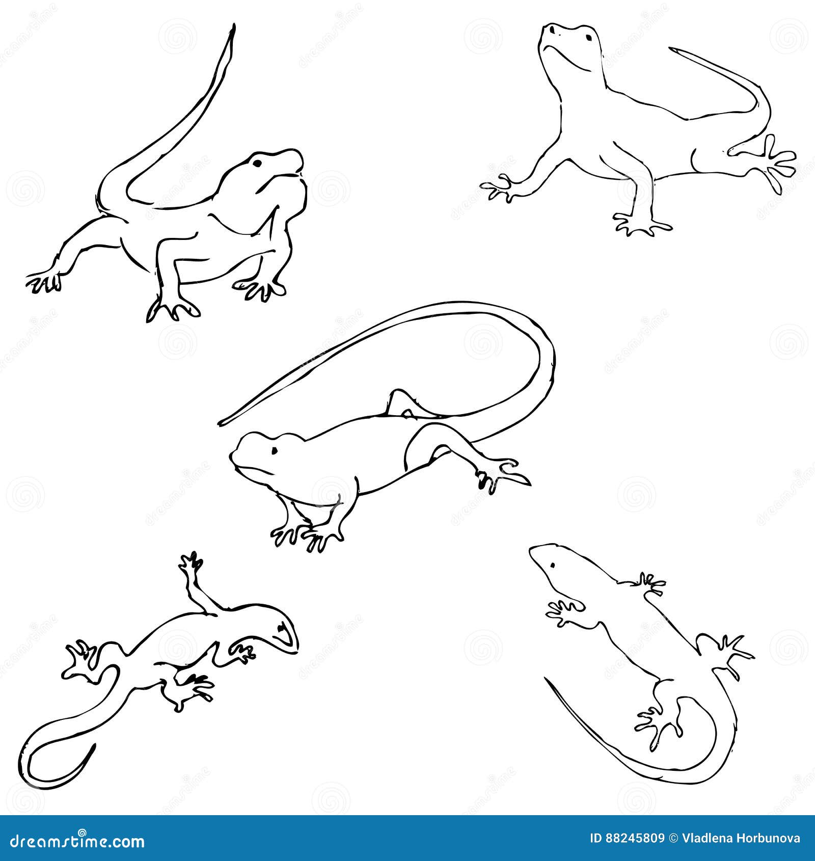 Рисунки гекконов эскизы