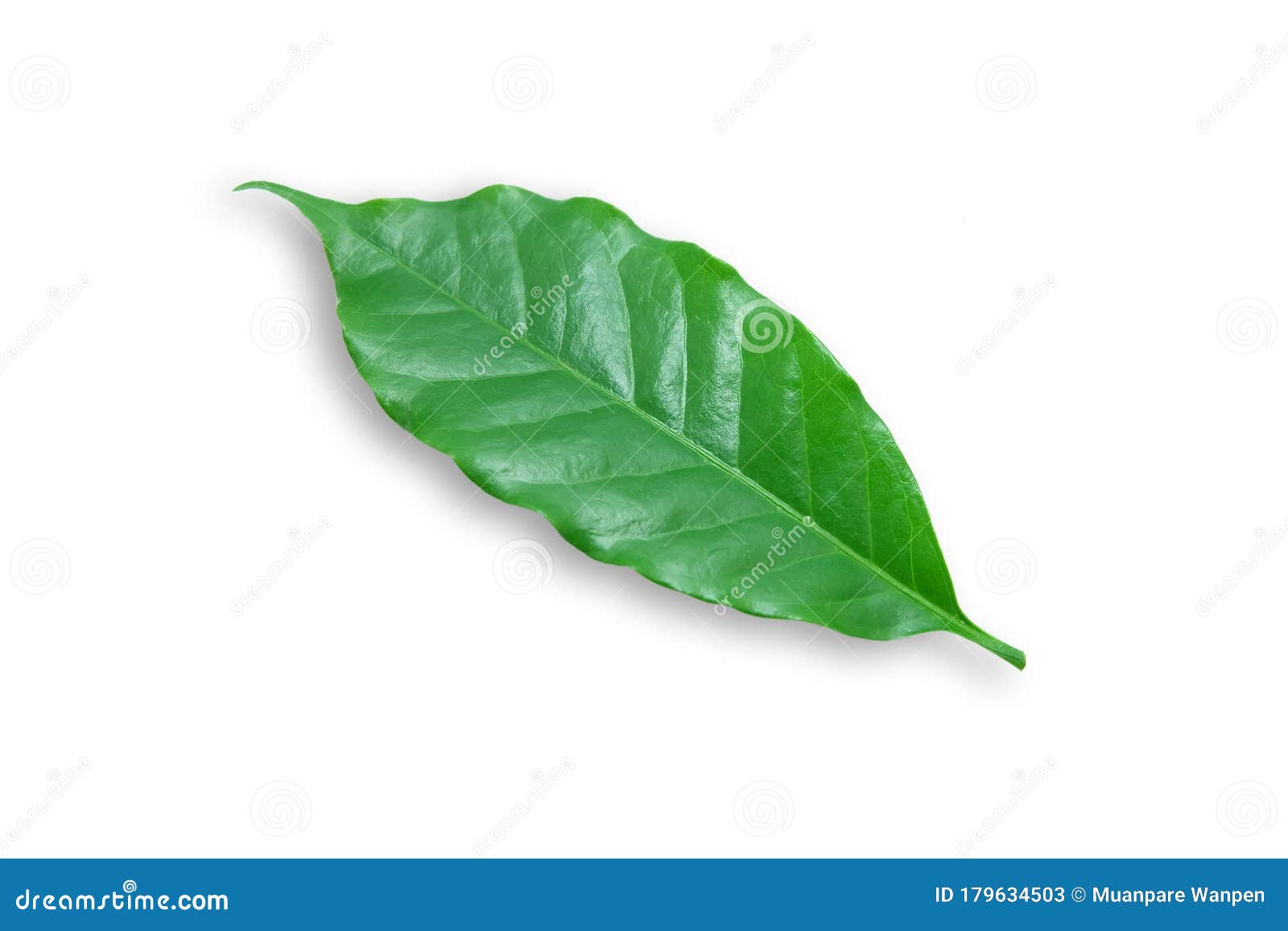 â€‹green, Coffee Leaf â€‹isolated on Whiteâ€‹ Background.â€‹ Stock