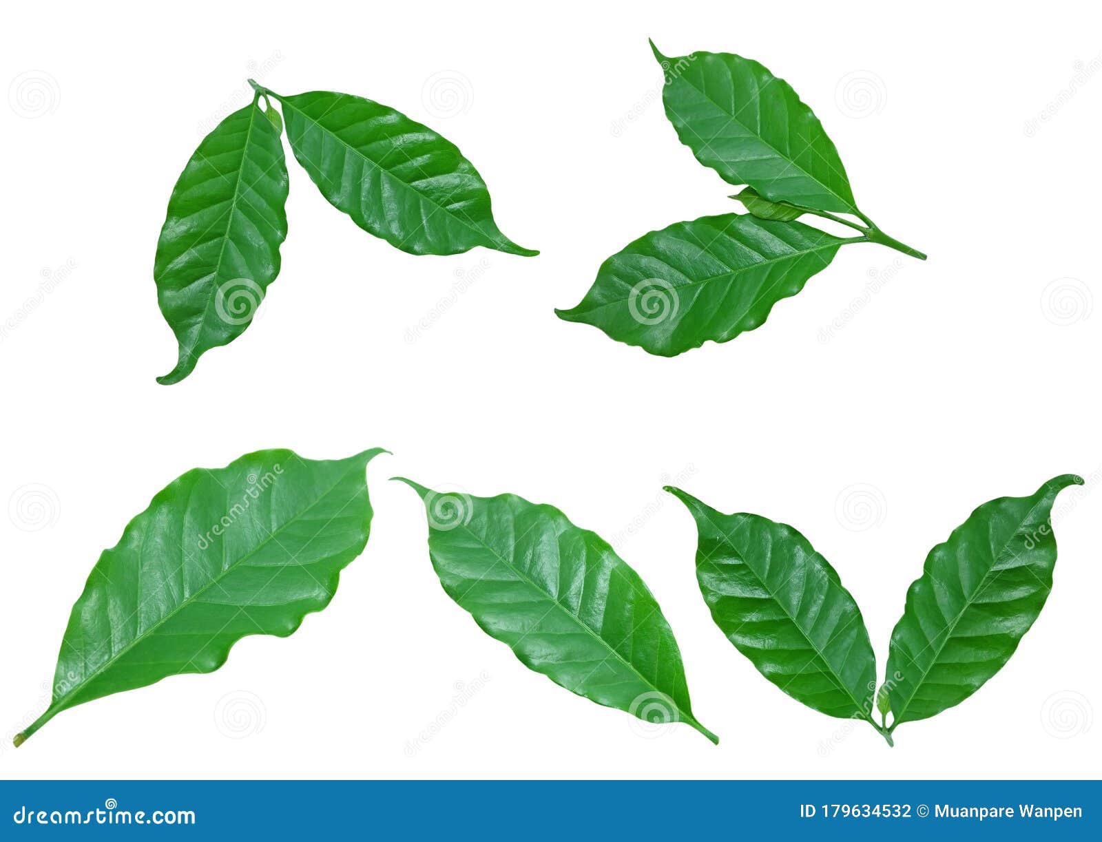 â€‹green, Coffee Leaf â€‹isolated on Whiteâ€‹ Background.â€‹ Stock